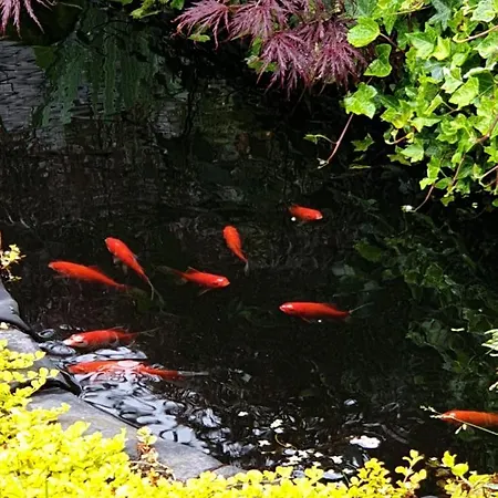 Tropical Garden Oasis Homestay Birmingham