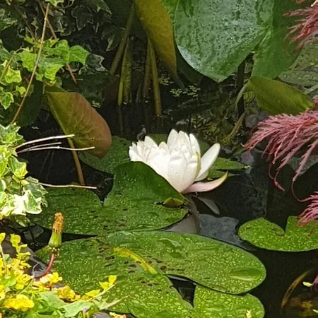 Tropical Garden Oasis