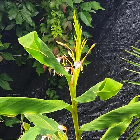 Homestay Tropical Garden Oasis