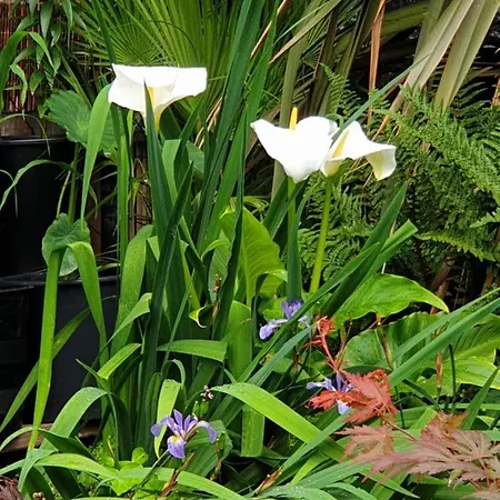 Tropical Garden Oasis * Birmingham