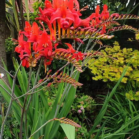 Tropical Garden Oasis Homestay *