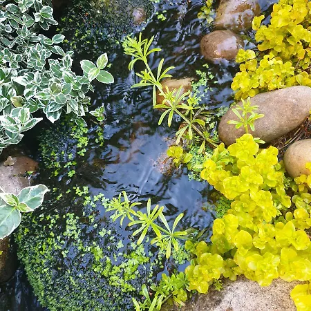Tropical Garden Oasis Homestay Birmingham