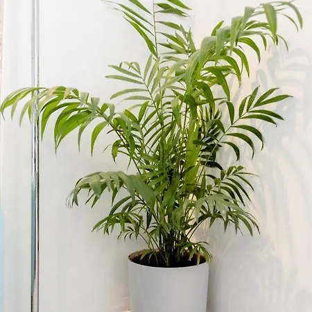 Tropical Garden Oasis Homestay Birmingham